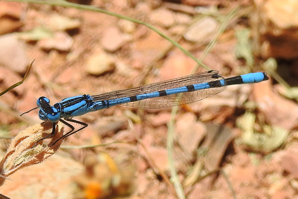 Enallagma cyathigerum